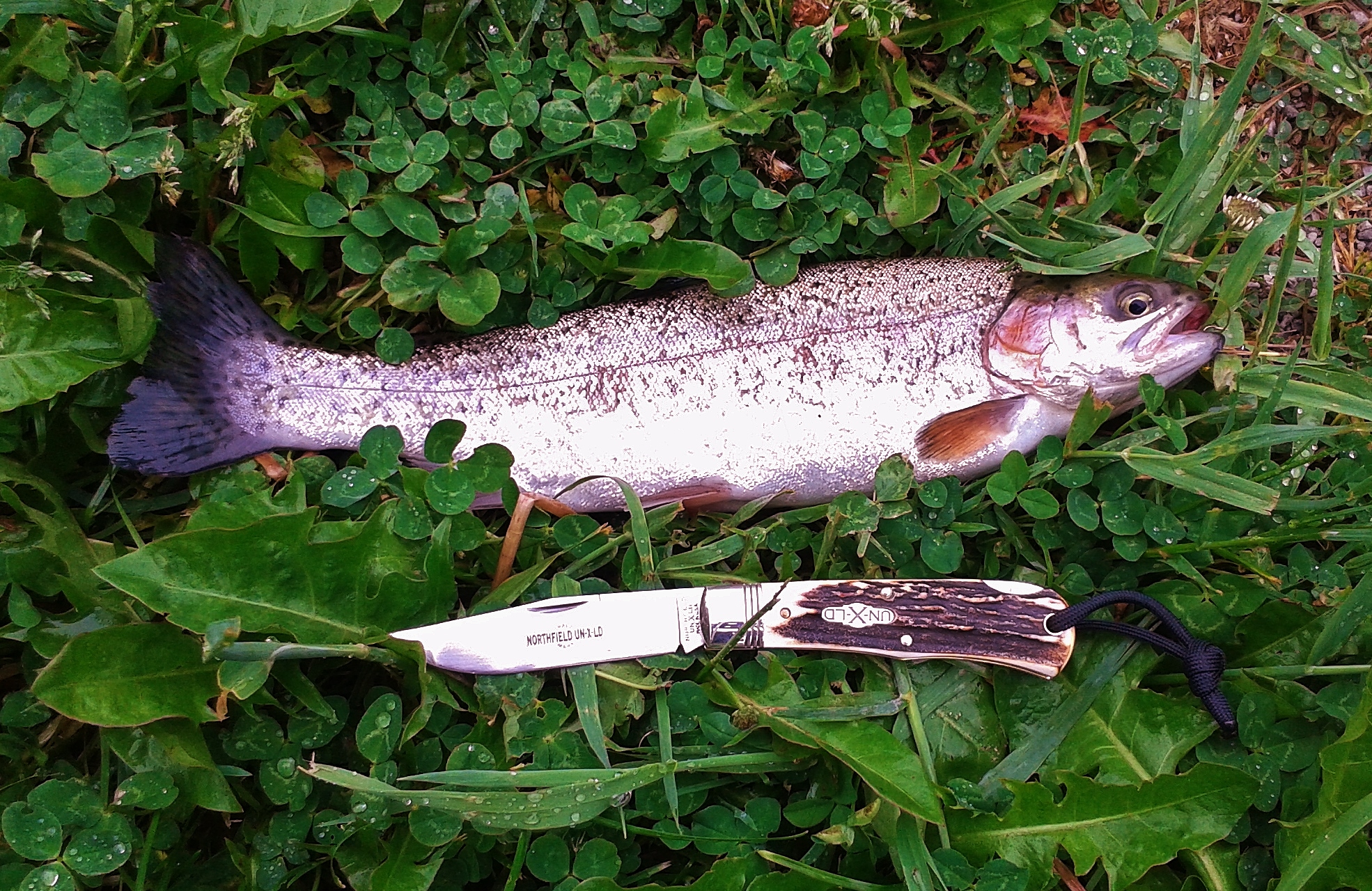 Great Eastern Cutlery with Rainbow Trout